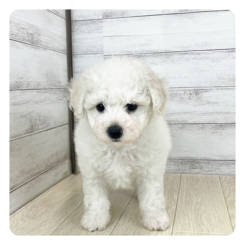 岡山県のビションフリーゼ (犬の家＆猫の里倉敷店/2025年5月27日生まれ/女の子/ホワイト)の子犬の4枚目の画像