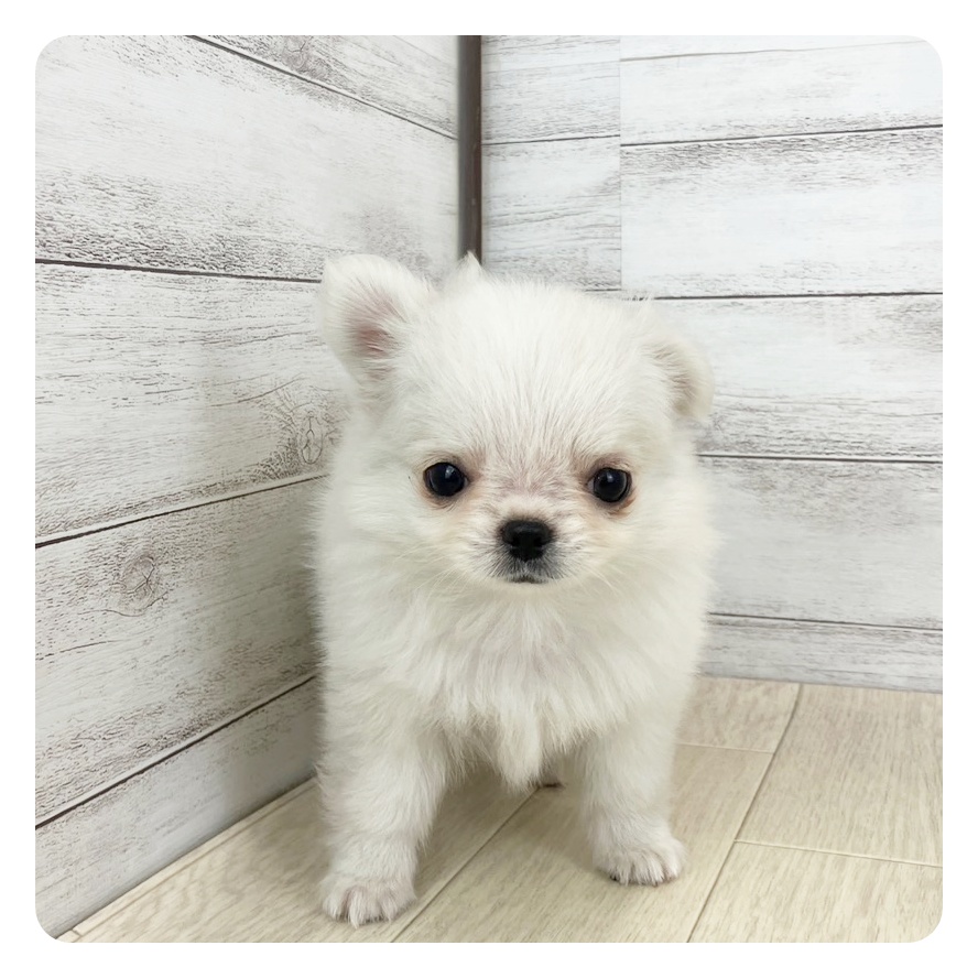 愛知県のチワワ(ロング) (犬の家＆猫の里春日井本店/2025年5月10日生まれ/男の子/ホワイトクリーム)の子犬の4枚目の画像