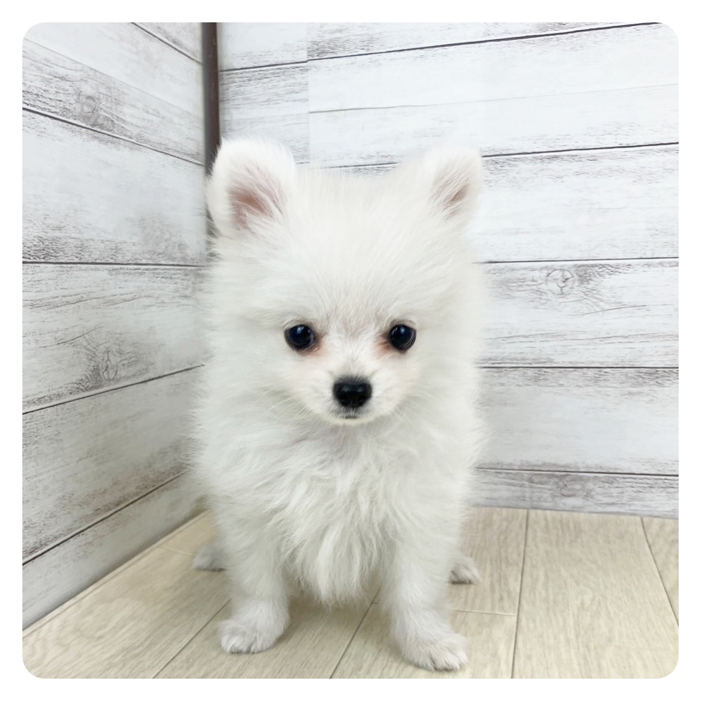 大阪府のポメチワ/チワポメ/ポメチー(ポメラニアン×チワワ) (犬の家＆猫の里吹田店/2025年5月10日生まれ/男の子/クリームホワイト)の子犬の2枚目の画像