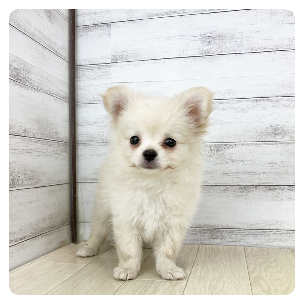 三重県のポメチワ/チワポメ/ポメチー(ポメラニアン×チワワ) (犬の家＆猫の里三重桑名店/2025年5月28日生まれ/男の子/クリーム)の子犬の2枚目の画像