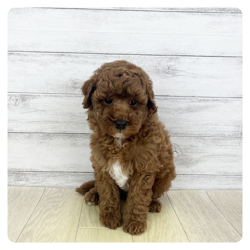岐阜県のトイプードル(トイ) (犬の家＆猫の里カラフルタウン岐阜店/2025年5月25日生まれ/男の子/レッドフォーン)の子犬の2枚目の画像