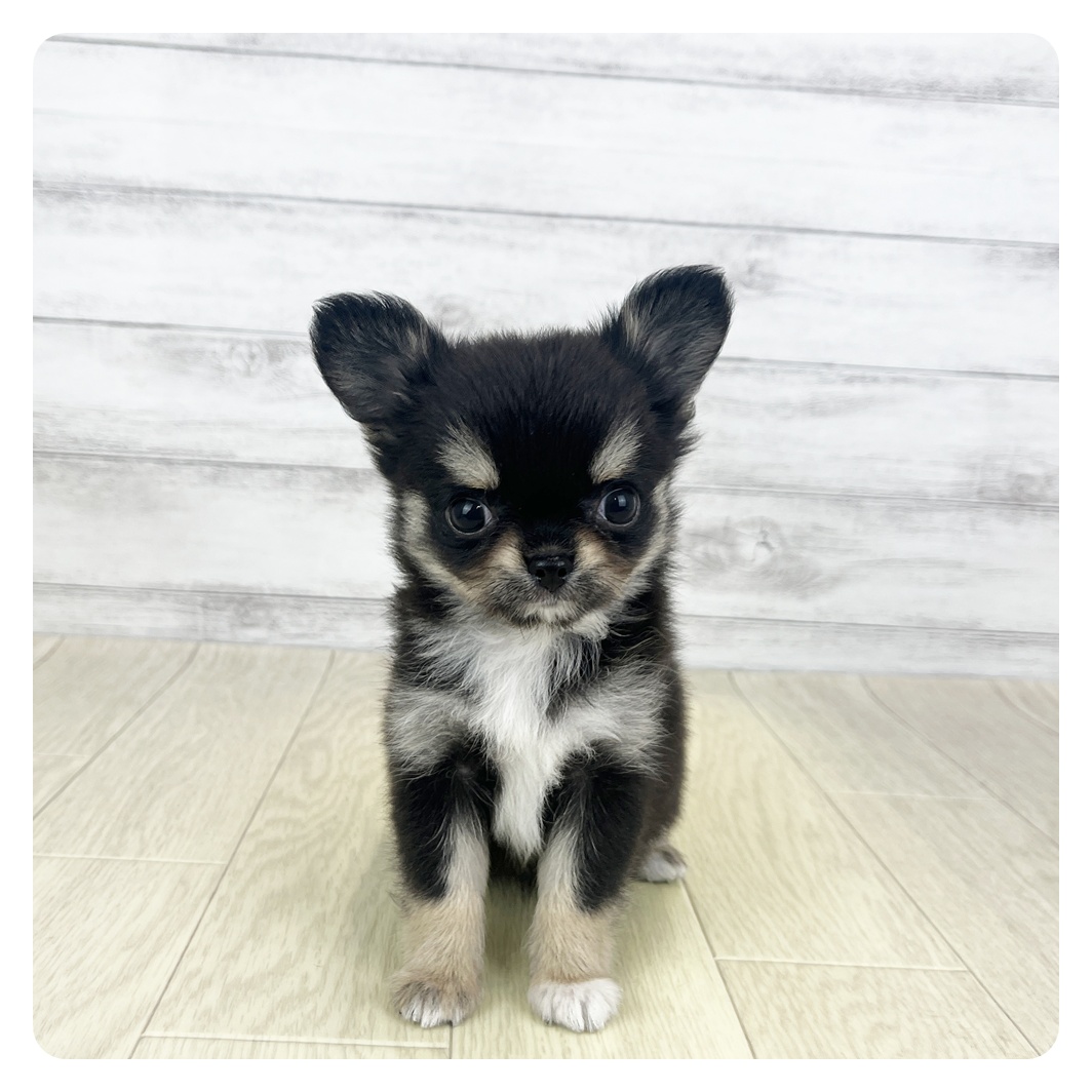 愛知県のチワワ(ロング) (犬の家＆猫の里豊田店/2025年5月23日生まれ/女の子/ブラックタンホワイト)の子犬の2枚目の画像