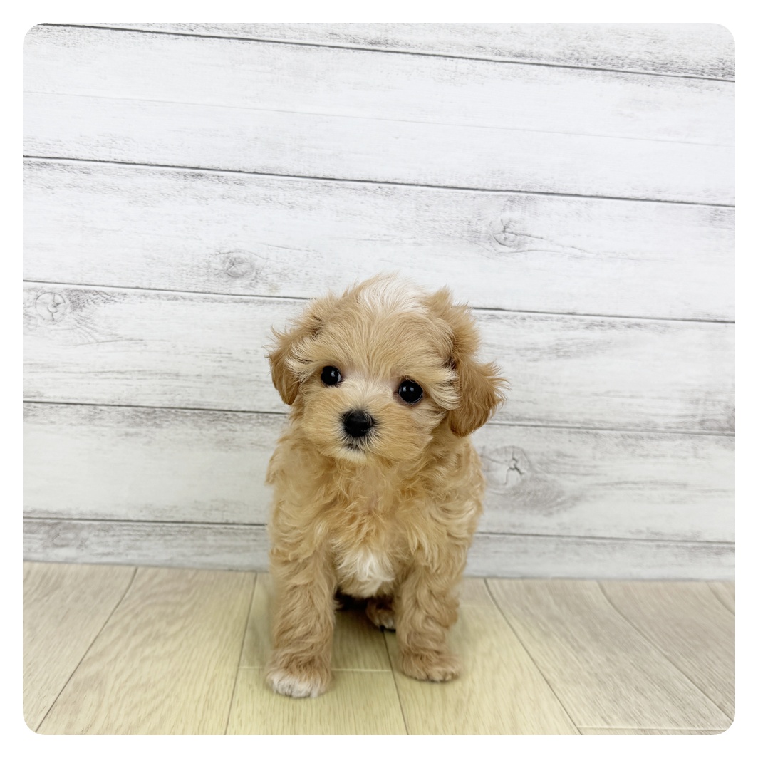 岐阜県のマルプー(マルチーズ×プードル) (犬の家＆猫の里カラフルタウン岐阜店/2025年5月28日生まれ/男の子/アプリコット)の子犬の2枚目の画像