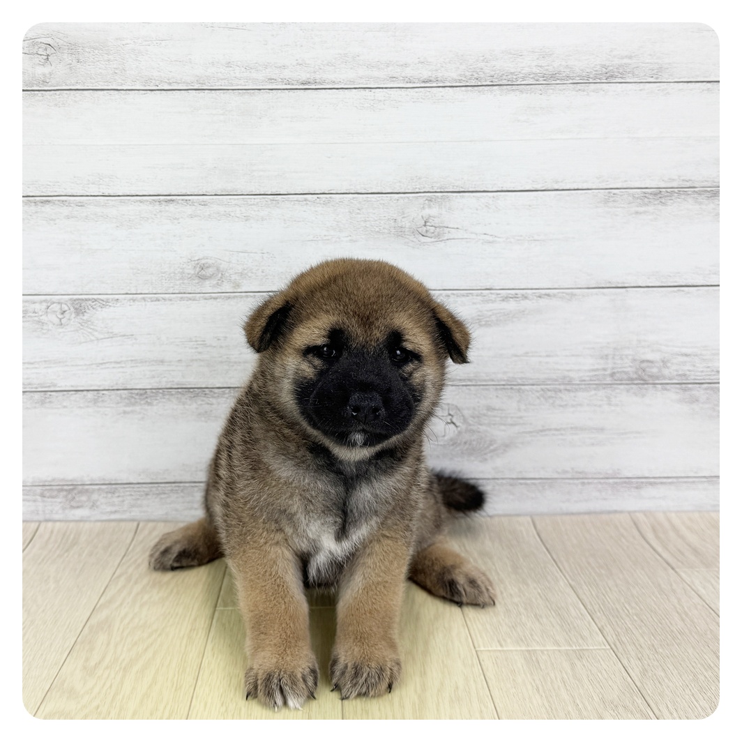 愛知県の柴犬(標準サイズ) (犬の家＆猫の里豊田店/2025年5月27日生まれ/女の子/赤)の子犬の4枚目の画像