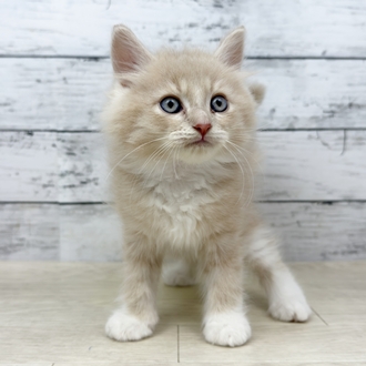 兵庫県のラガマフィン (犬の家＆猫の里ゆめタウン姫路店/2025年5月25日生まれ/男の子/クリームマッカレルタビーホワイト)の子猫の3枚目の画像