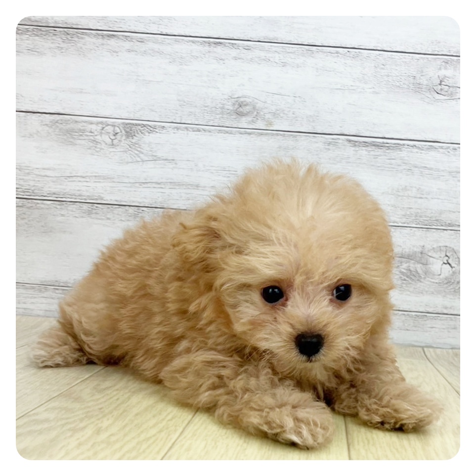 愛知県のポメプー(ポメラニアン×プードル) (犬の家＆猫の里春日井本店/2025年5月28日生まれ/男の子/アプリコット)の子犬の2枚目の画像