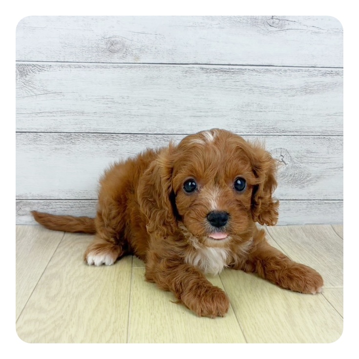 愛知県のキャバプー(キャバリア×プードル) (犬の家＆猫の里春日井本店/2025年5月30日生まれ/女の子/ルビーホワイト)の子犬