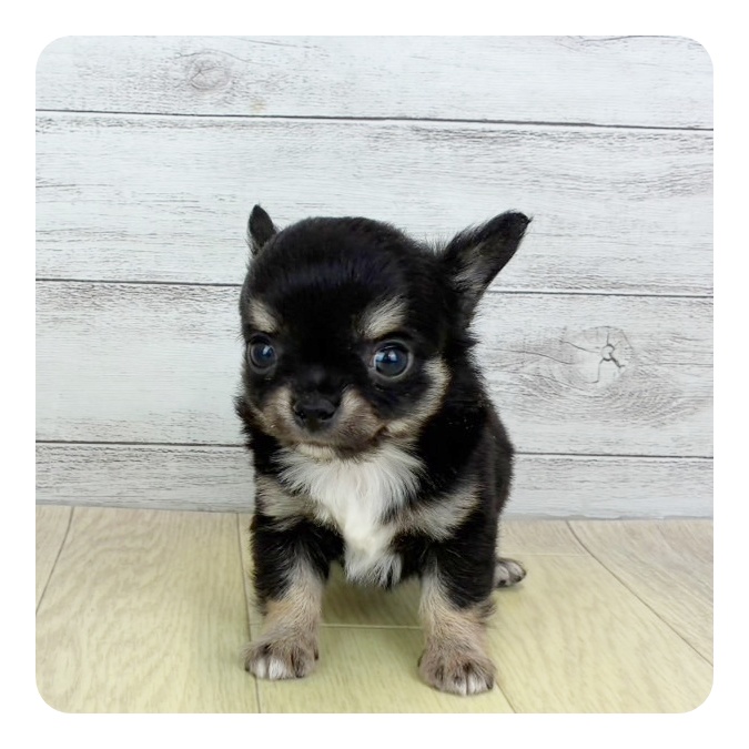 福岡県のチワワ(ロング) (犬の家＆猫の里シュロアモール筑紫野店/2025年5月28日生まれ/男の子/ブラックタンホワイト)の子犬