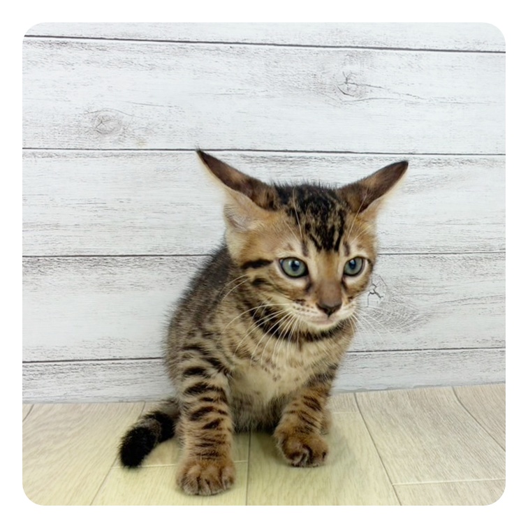 愛知県のベンガル (犬の家＆猫の里岡崎店/2025年5月15日生まれ/男の子/ブラウンスポットタビー)の子猫の4枚目の画像