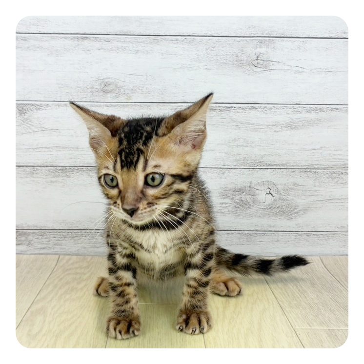 静岡県のベンガル (犬の家＆猫の里藤枝店/2025年5月15日生まれ/男の子/ブラウンスポットタビー)の子猫の2枚目の画像