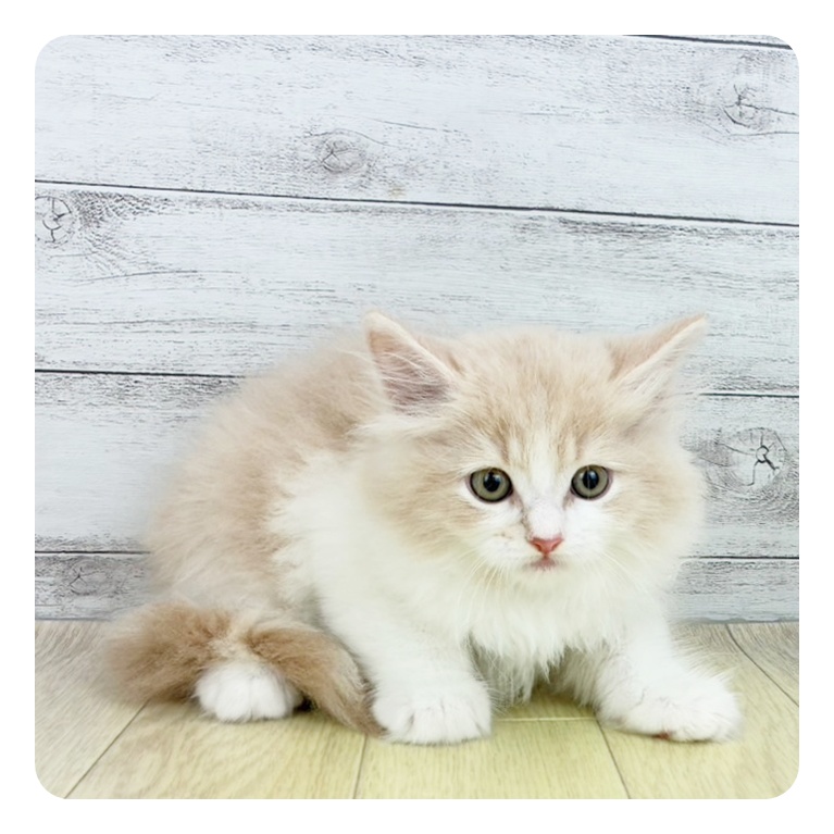 兵庫県のサイベリアン (犬の家＆猫の里カナート西神戸店/2025年5月28日生まれ/男の子/クリームタビーホワイト)の子猫の2枚目の画像