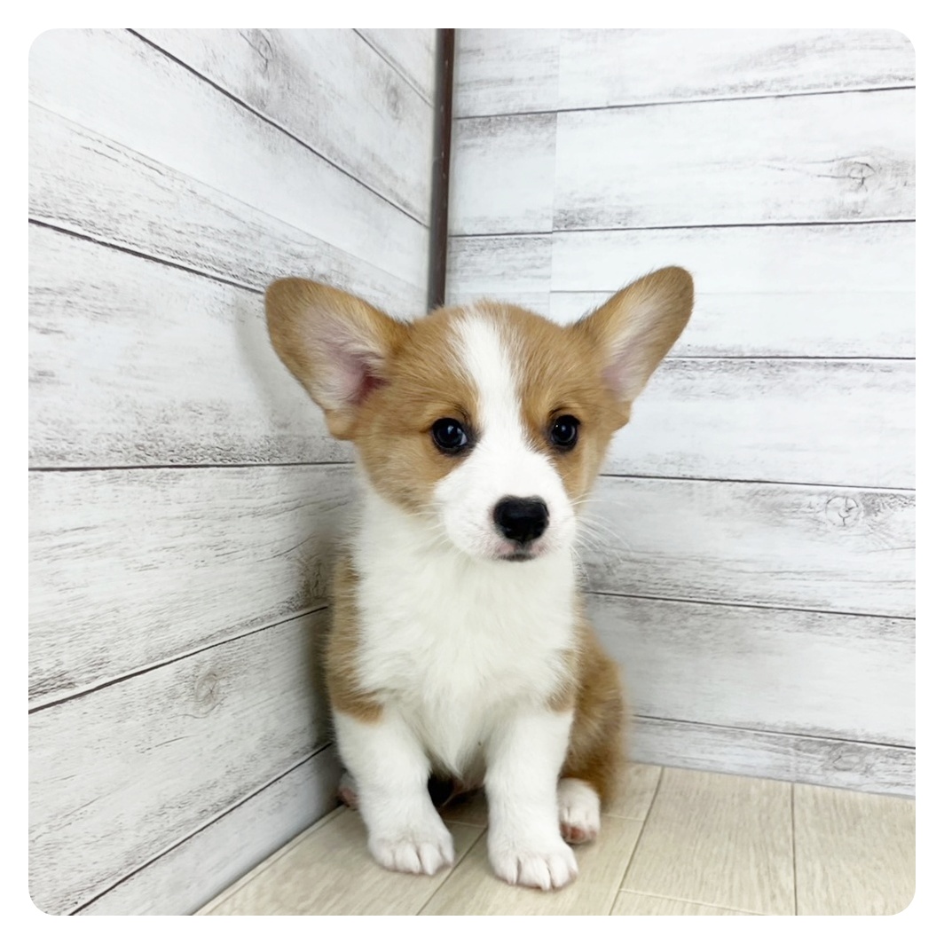 富山県のウェルシュコーギーペンブローク (犬の家＆猫の里富山店/2025年5月29日生まれ/男の子/レッドホワイト)の子犬の2枚目の画像