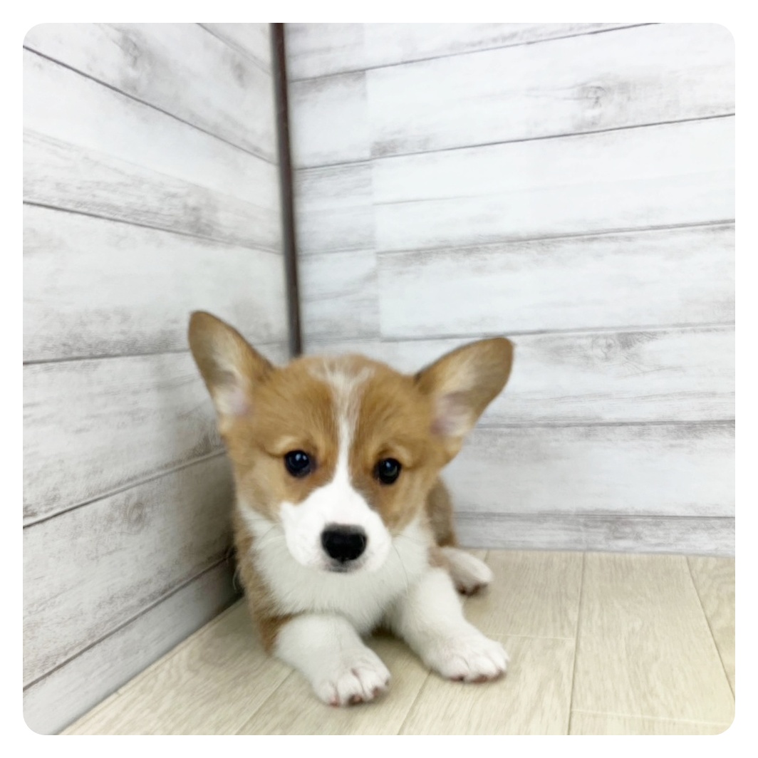 静岡県のウェルシュコーギーペンブローク (犬の家＆猫の里プレ葉ウォーク浜北店/2025年5月29日生まれ/男の子/レッドホワイト)の子犬