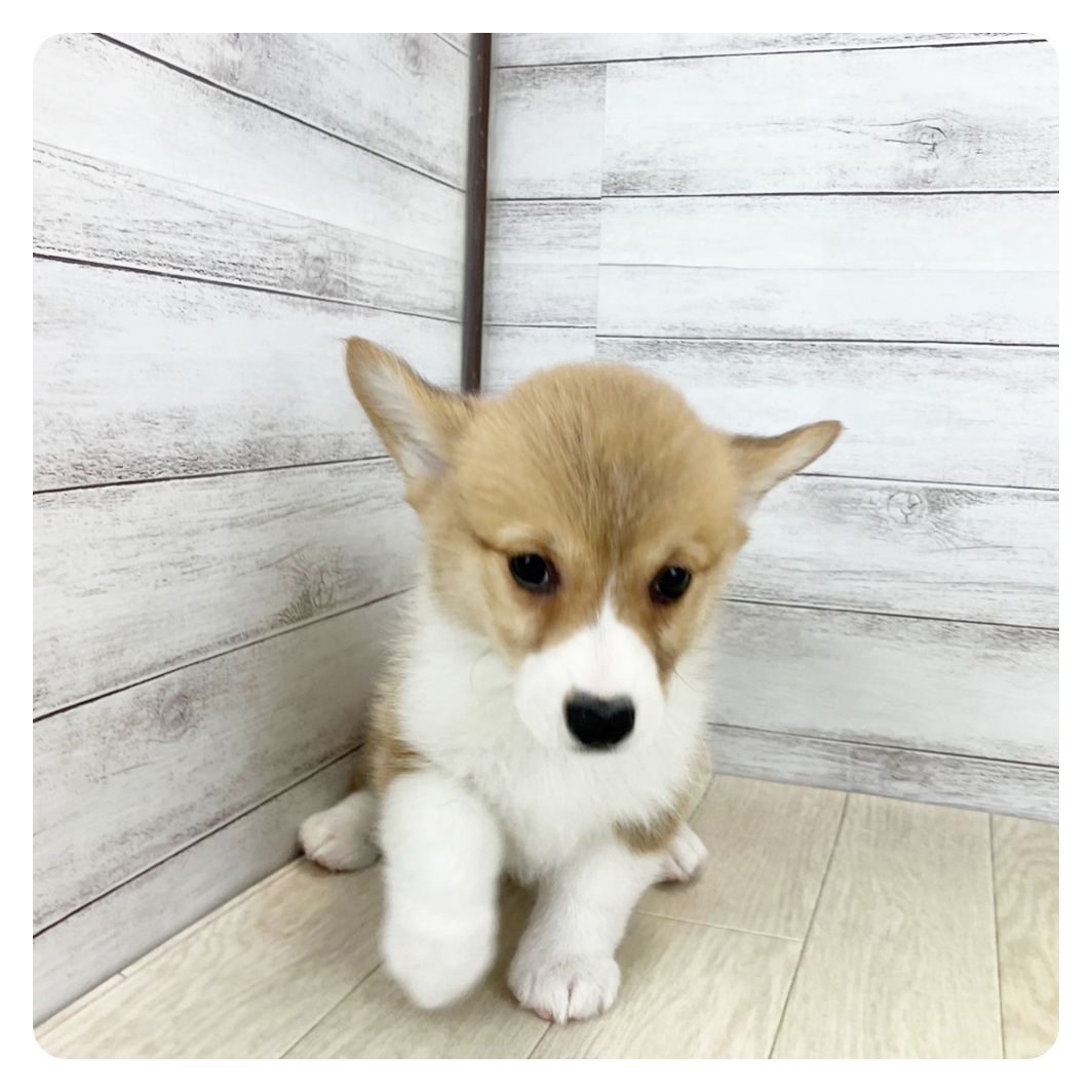 福岡県のウェルシュコーギーペンブローク (犬の家＆猫の里シュロアモール筑紫野店/2025年5月29日生まれ/女の子/レッドホワイト)の子犬