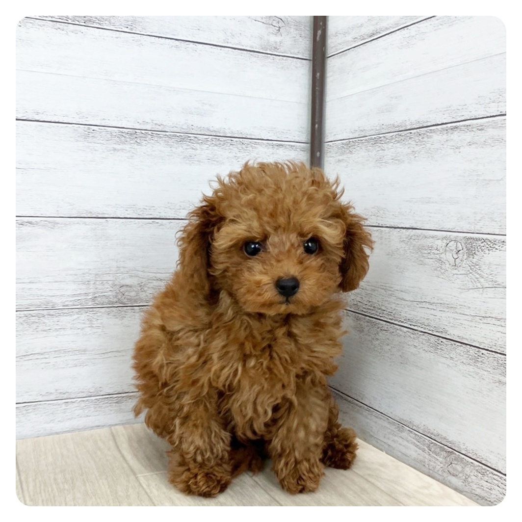 愛知県のトイプードル(トイ) (犬の家＆猫の里MEGAドン・キホーテ東海名和店/2025年5月15日生まれ/男の子/レッドフォーン)の子犬