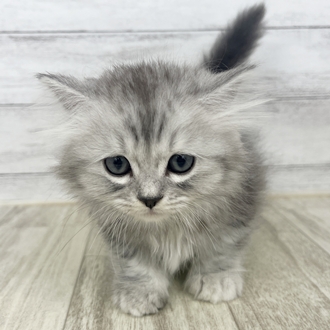 兵庫県のミヌエット (犬の家＆猫の里川西店/2025年5月30日生まれ/女の子/シルバータビーホワイト)の子猫の2枚目の画像