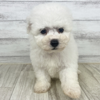 兵庫県のビションフリーゼ (犬の家＆猫の里ゆめタウン姫路店/2025年5月30日生まれ/男の子/ホワイト)の子犬の2枚目の画像