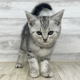 SWAROVSKI アメリカンショートヘア 猫 SWAROVSKI スワロフスキー 置物（Swarovski）LOVLOTS Kitten