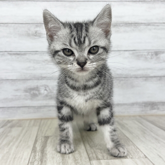 兵庫県のアメリカンショートヘアー (犬の家＆猫の里神戸店/2025年5月25日生まれ/男の子/シルバータビー)の子猫の2枚目の画像