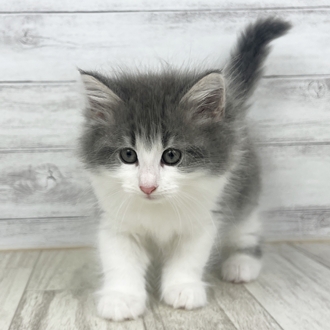 福井県のノルウェージャンフォレストキャット (犬の家＆猫の里アミーゴ福井店/2025年5月31日生まれ/女の子/ブルータビーホワイト)の子猫の2枚目の画像