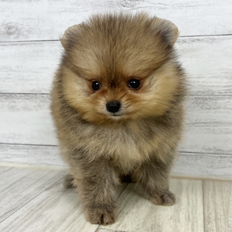 兵庫県のポメラニアン (犬の家＆猫の里カナート西神戸店/2025年5月30日生まれ/女の子/オレンジ)の子犬の2枚目の画像