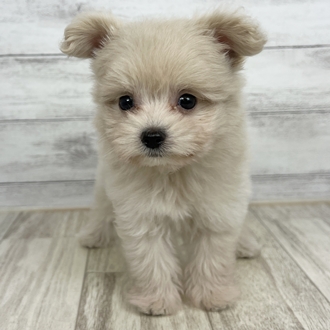 岡山県のポメプー(ポメラニアン×プードル) (犬の家＆猫の里倉敷店/2025年5月31日生まれ/女の子/クリーム)の子犬の3枚目の画像