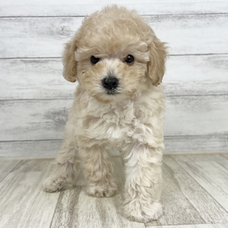 岡山県のトイプードル(トイ) (犬の家＆猫の里倉敷店/2025年6月1日生まれ/女の子/アプリコット)の子犬