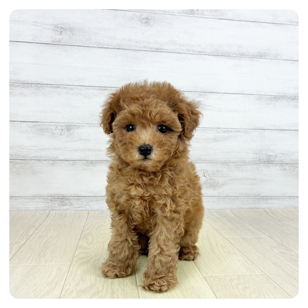 愛知県のトイプードル(トイ) (犬の家＆猫の里岡崎店/2025年5月27日生まれ/女の子/アプリコット)の子犬の1枚目の画像
