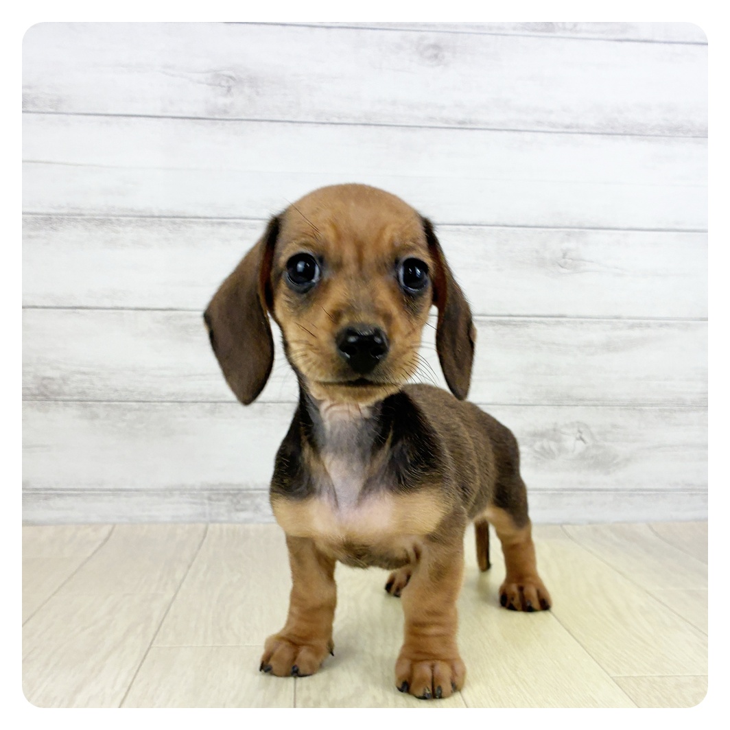 長野県のミニチュアダックスフンド(スムース) (犬の家＆猫の里カインズ梓川店/2025年5月31日生まれ/男の子/シェーデットレッド)の子犬の3枚目の画像