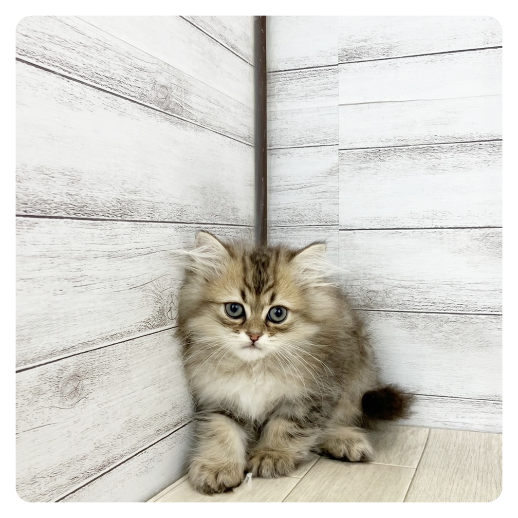 東京都のペルシャ (犬の家＆猫の里新宿店/2025年5月29日生まれ/男の子/チンチラゴールデン)の子猫の3枚目の画像