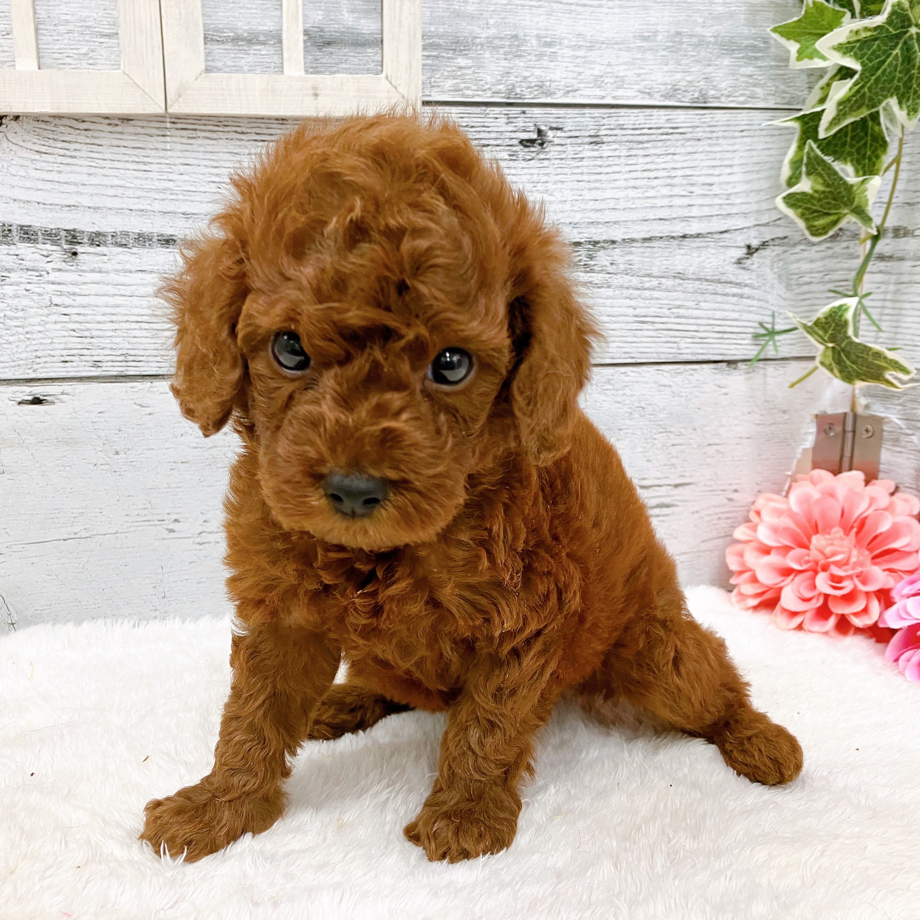 石川県のトイプードル(トイ) (犬の家＆猫の里アミーゴ金沢おこばた店/2025年6月2日生まれ/男の子/レッド)の子犬の1枚目の画像