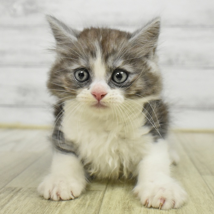 静岡県のミヌエット (犬の家＆猫の里プレ葉ウォーク浜北店/2025年6月2日生まれ/男の子/シルバータビーホワイト)の子猫