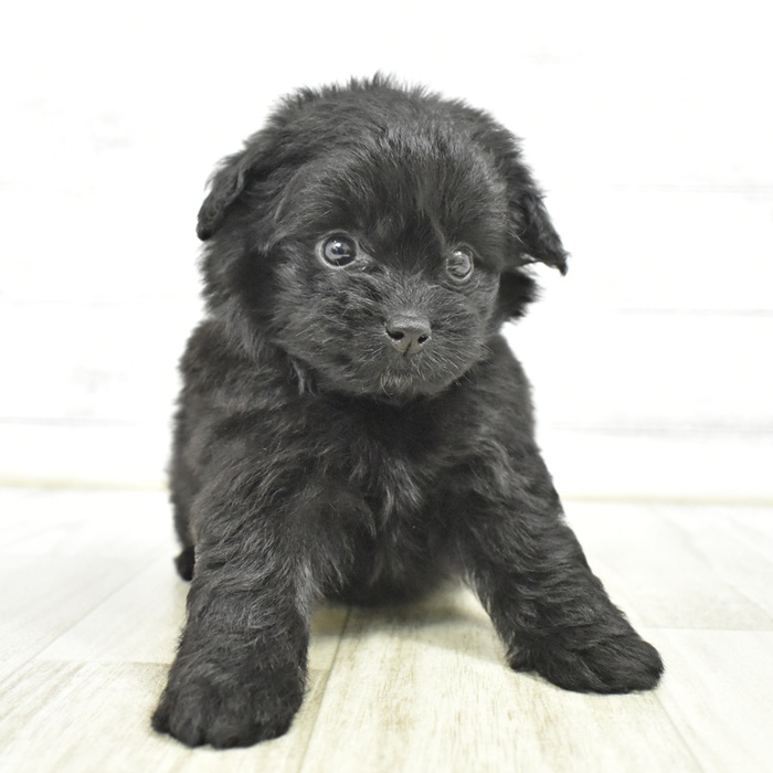 千葉県のポメプー(ポメラニアン×プードル) (犬の家＆猫の里BIGHOPガーデンモール印西店/2025年5月30日生まれ/女の子/ブラック)の子犬の3枚目の画像