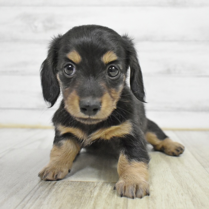 静岡県のミニチュアダックスフンド(ロング) (犬の家＆猫の里マークイズ静岡店/2025年6月3日生まれ/女の子/ブラックイエロー)の子犬の2枚目の画像