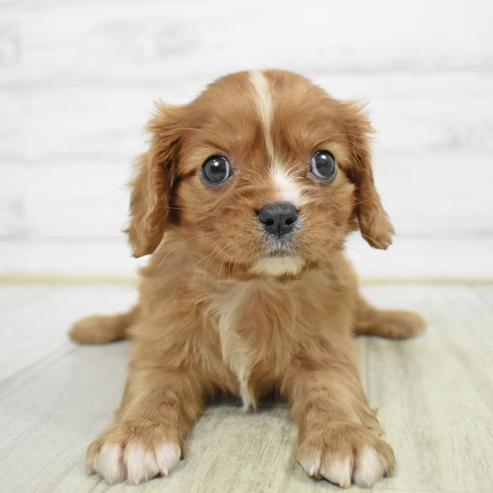 静岡県のキャバリアキングチャールズスパニエル (犬の家＆猫の里藤枝店/2025年6月3日生まれ/男の子/ルビーホワイト)の子犬の2枚目の画像