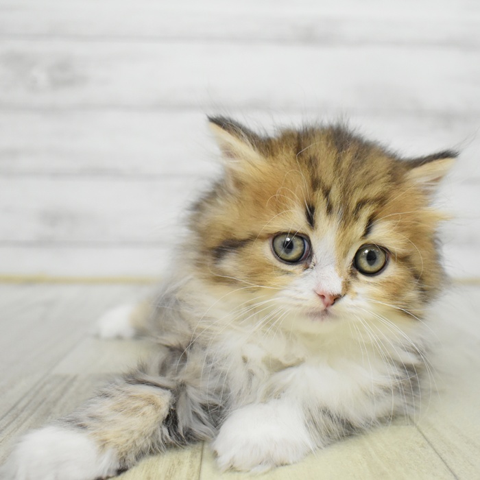 静岡県のミヌエット (犬の家＆猫の里藤枝店/2025年6月2日生まれ/男の子/ブラウンタビーホワイト)の子猫の2枚目の画像