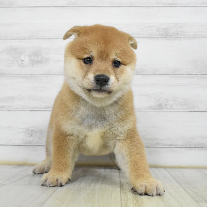 愛知県の柴犬(標準サイズ) (犬の家＆猫の里岡崎店/2025年6月3日生まれ/男の子/赤)の子犬の2枚目の画像