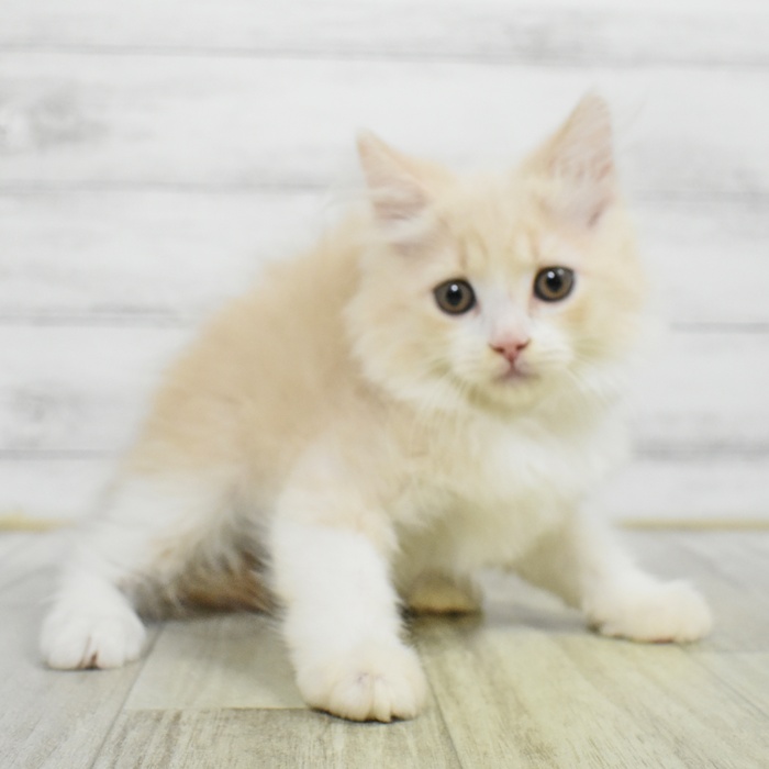 千葉県のマンチカン (犬の家＆猫の里ワンズモール稲毛店/2025年6月2日生まれ/男の子/クリームタビーホワイト)の子猫の3枚目の画像