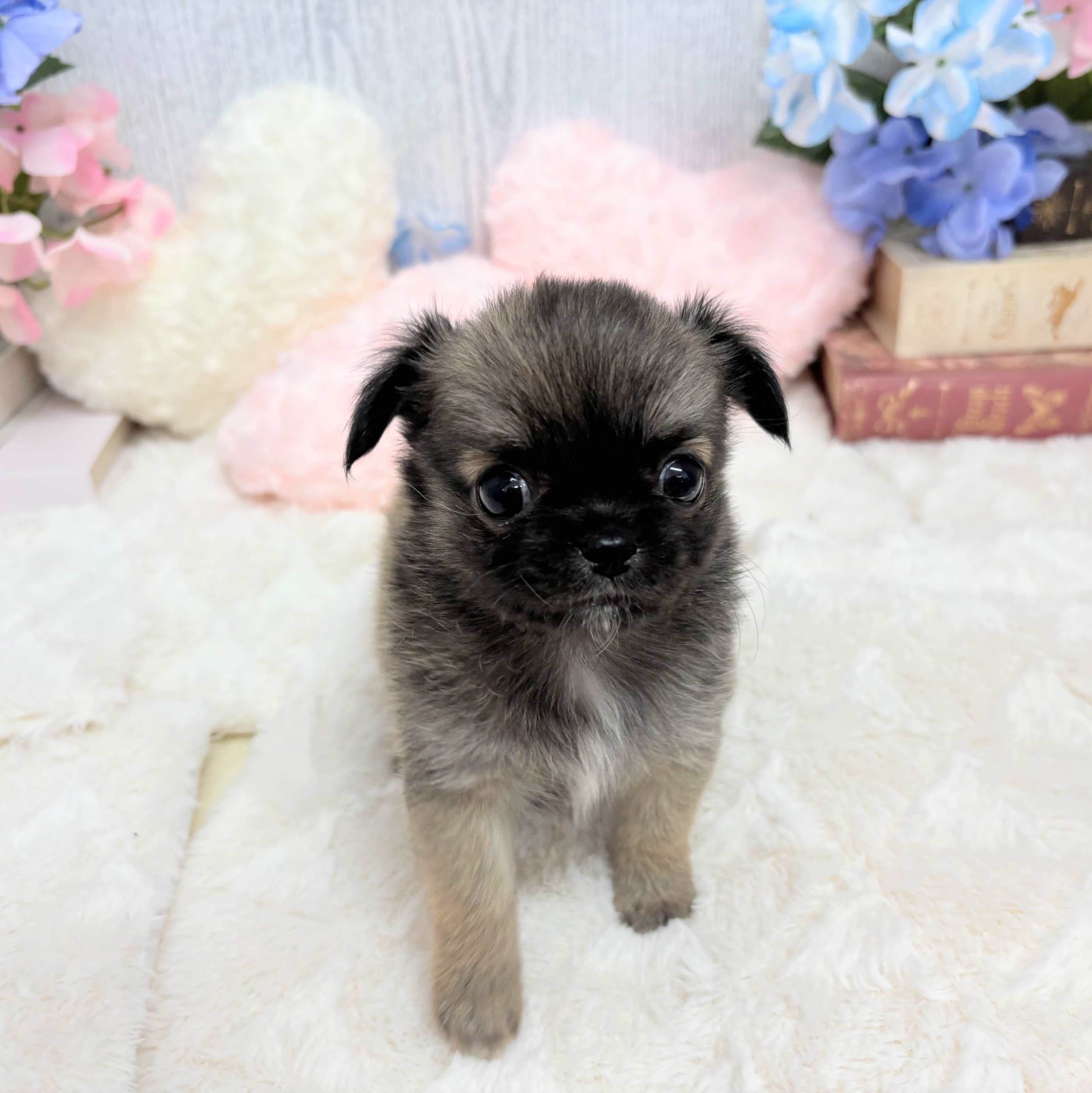 神奈川県のチワワ(ロング) (犬の家＆猫の里相模原店/2025年6月3日生まれ/男の子/セーブル)の子犬の3枚目の画像