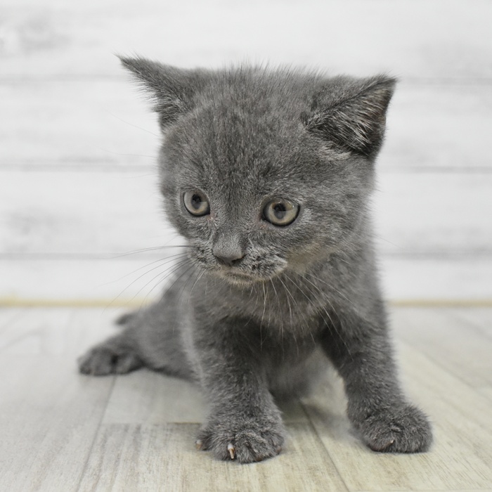愛知県のブリティッシュショートヘアー (犬の家＆猫の里岡崎店/2025年6月3日生まれ/男の子/ブルー)の子猫