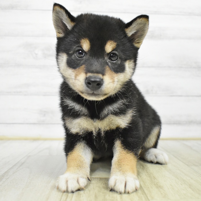 愛知県の柴犬(標準サイズ) (犬の家＆猫の里岡崎店/2025年6月2日生まれ/女の子/黒)の子犬の4枚目の画像