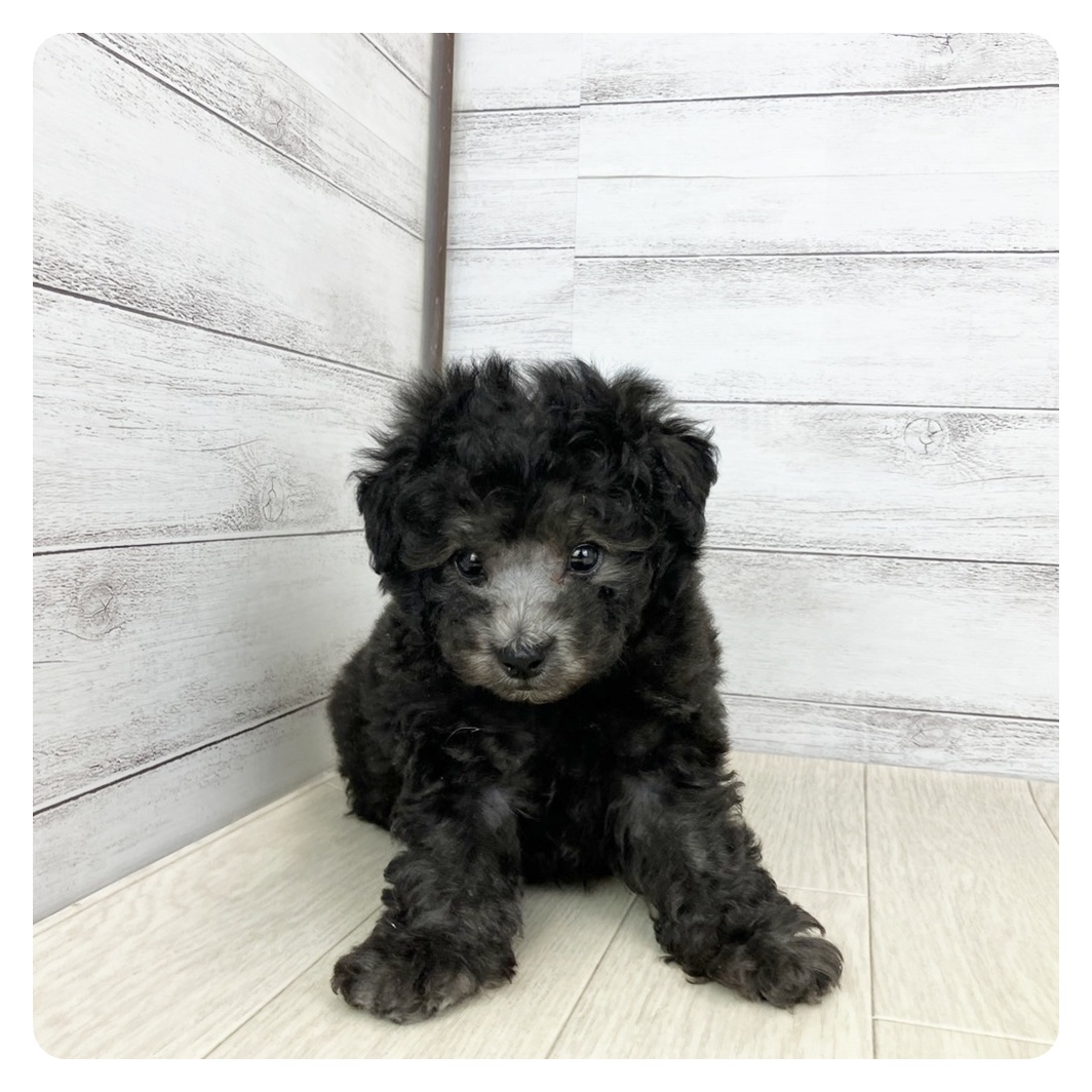 兵庫県のトイプードル(トイ) (犬の家＆猫の里神戸店/2025年6月3日生まれ/男の子/シルバー)の子犬