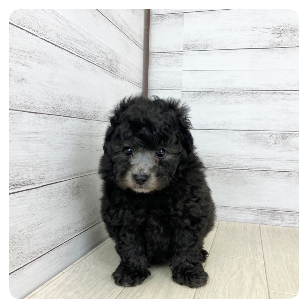 愛知県のトイプードル(トイ) (犬の家＆猫の里MiO香久山店/2025年6月3日生まれ/男の子/シルバー)の子犬の2枚目の画像