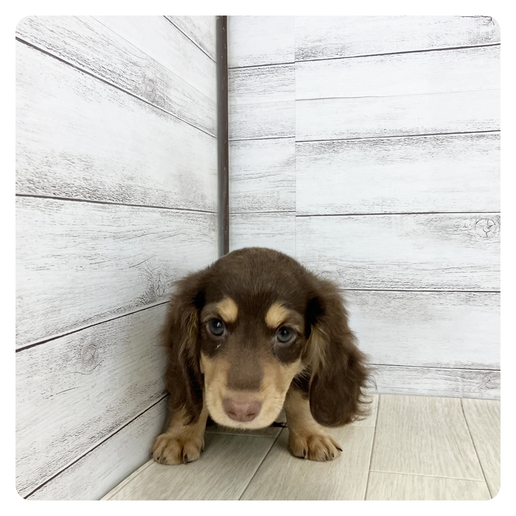 石川県のミニチュアダックスフンド(ロング) (犬の家＆猫の里金沢店/2025年6月4日生まれ/女の子/ブラウンタン)の子犬の2枚目の画像