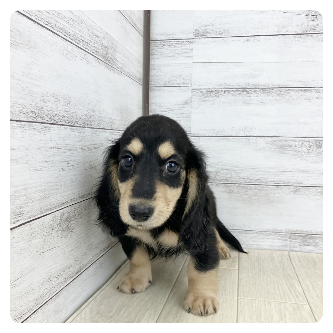 兵庫県のミニチュアダックスフンド(ロング) (犬の家＆猫の里ニッケパークタウン加古川店/2025年6月4日生まれ/男の子/ブラックイエロー)の子犬の4枚目の画像