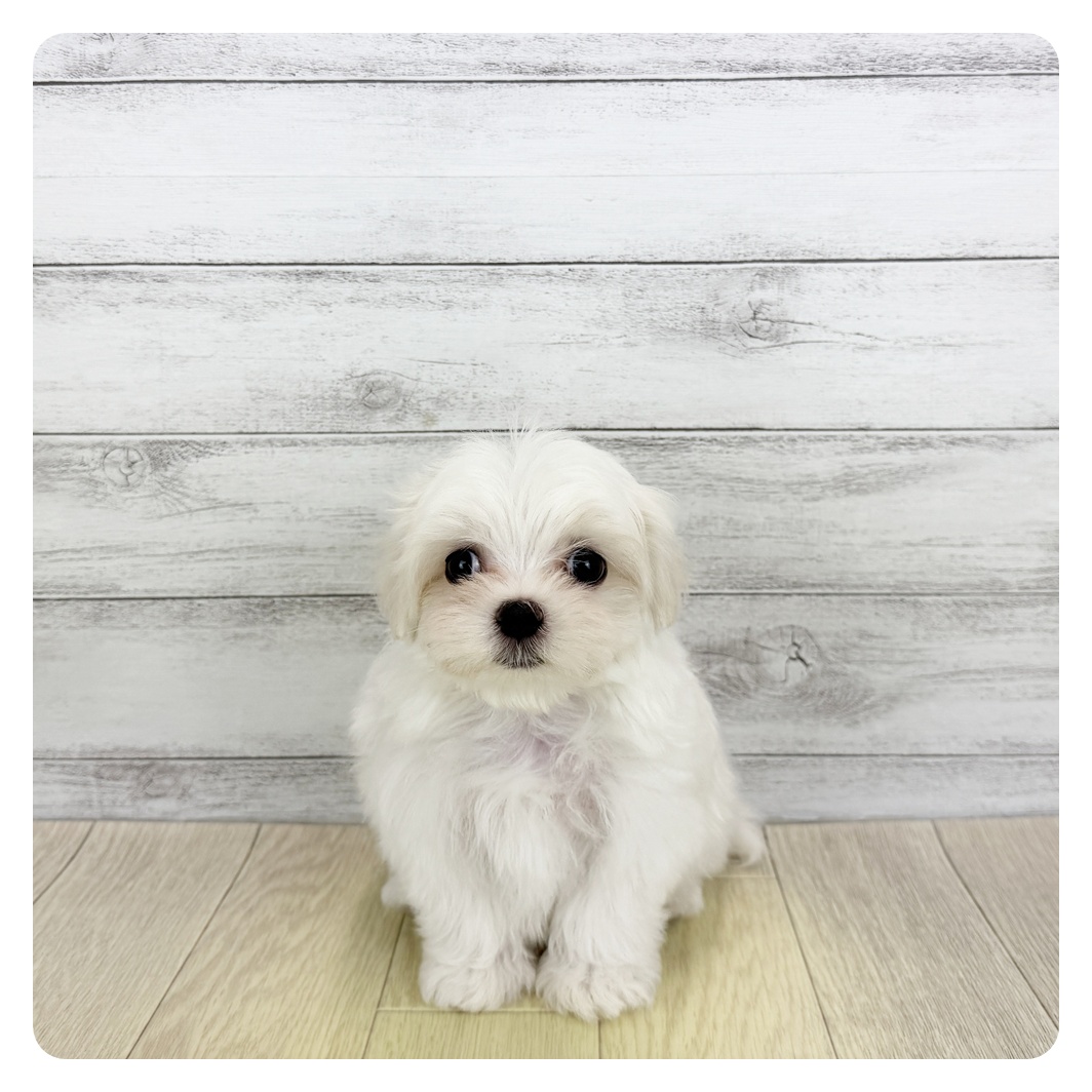 福井県のマルチーズ (犬の家＆猫の里アミーゴ福井店/2025年6月4日生まれ/男の子/ホワイト)の子犬の3枚目の画像