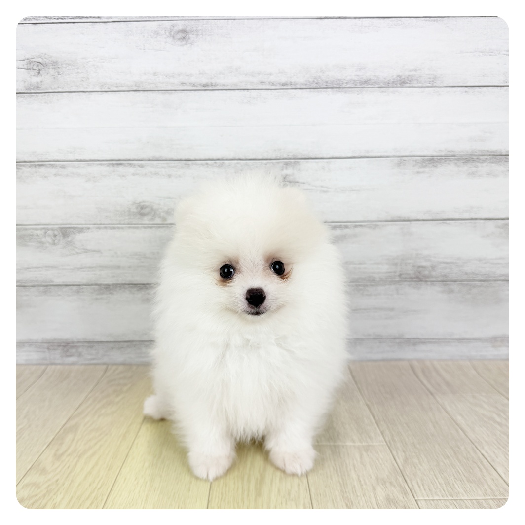 岐阜県のポメラニアン (犬の家＆猫の里カラフルタウン岐阜店/2025年6月3日生まれ/男の子/ホワイト)の子犬の2枚目の画像