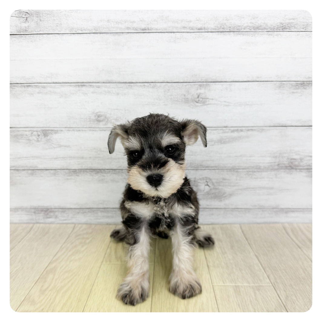 愛知県のミニチュアシュナウザー (犬の家＆猫の里碧南店/2025年6月3日生まれ/男の子/ソルトペッパー)の子犬の2枚目の画像