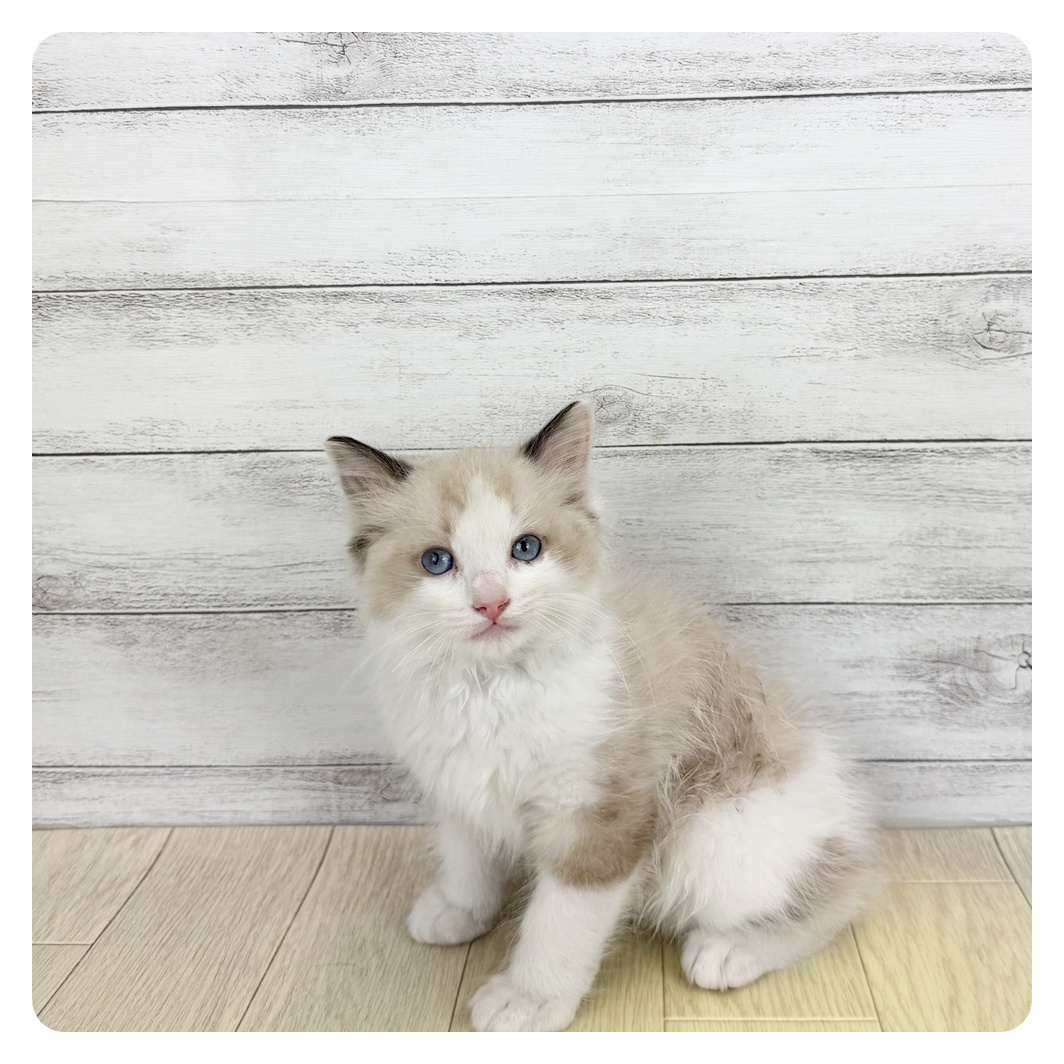 愛知県のラグドール (犬の家＆猫の里愛知刈谷店/2025年6月4日生まれ/女の子/シールポイントバイカラー)の子猫の2枚目の画像