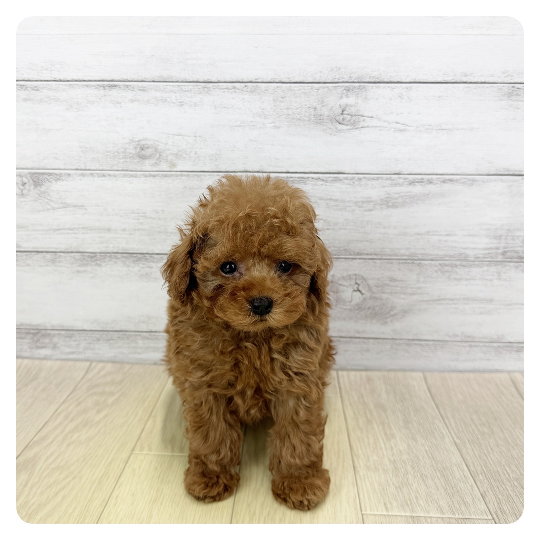愛知県のタイニープードル (犬の家＆猫の里アミーゴ神の倉店/2025年6月3日生まれ/男の子/レッド)の子犬の4枚目の画像
